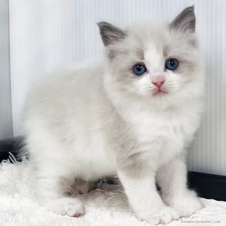 J.K 様のお迎えした子猫