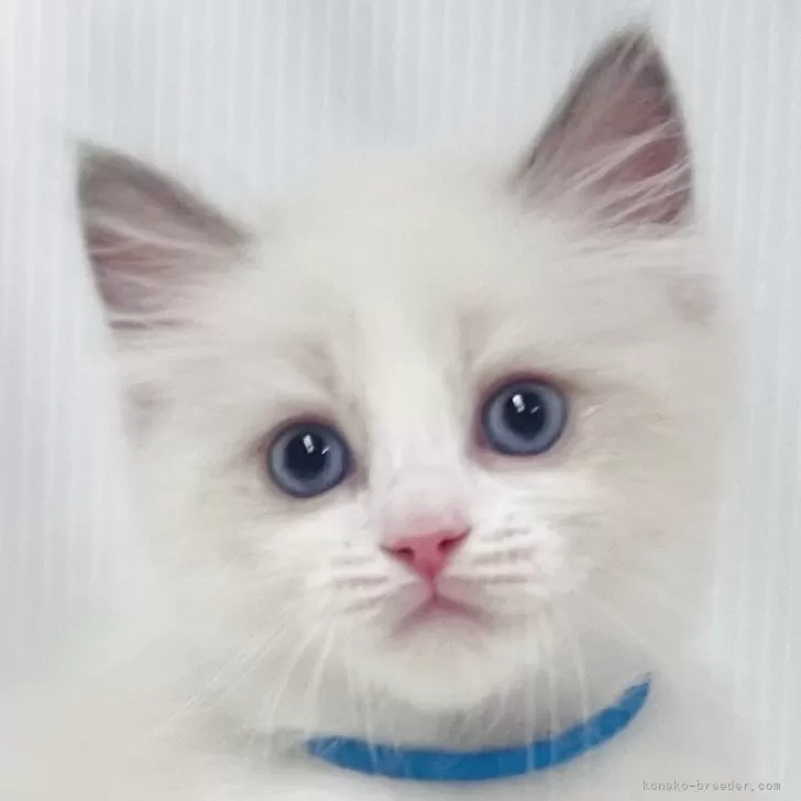 H.U 様のお迎えした子猫