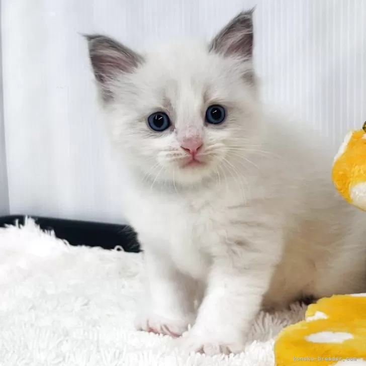 Y.T 様のお迎えした子猫