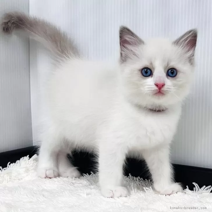 M.T 様のお迎えした子猫