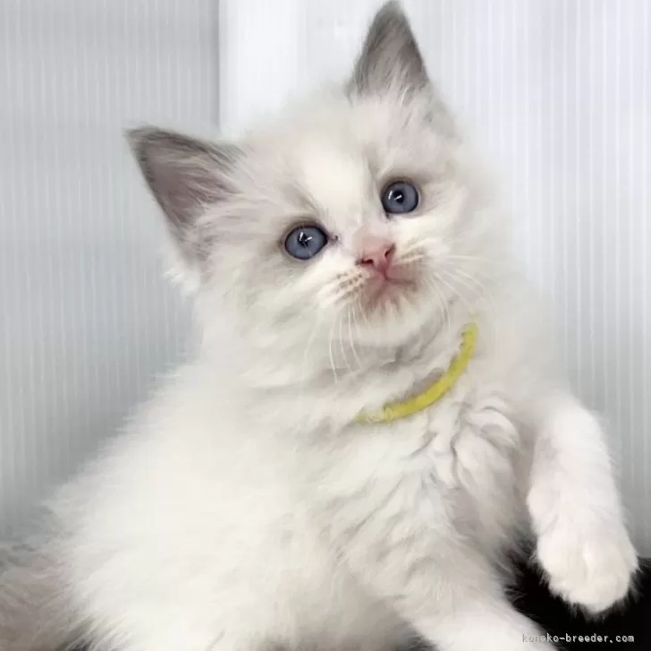 R.K 様のお迎えした子猫