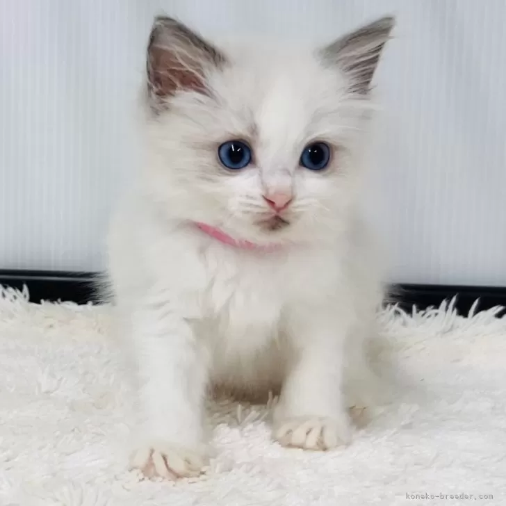 ラグドール【埼玉県・女の子・2025年10月29日・ブルーポイントバイカラー】の写真1