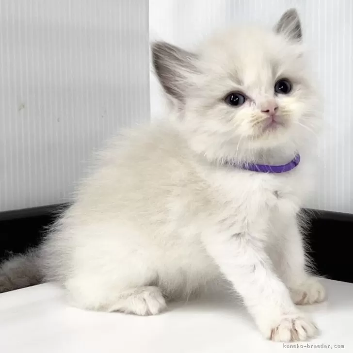 ID：2507-00109の子猫