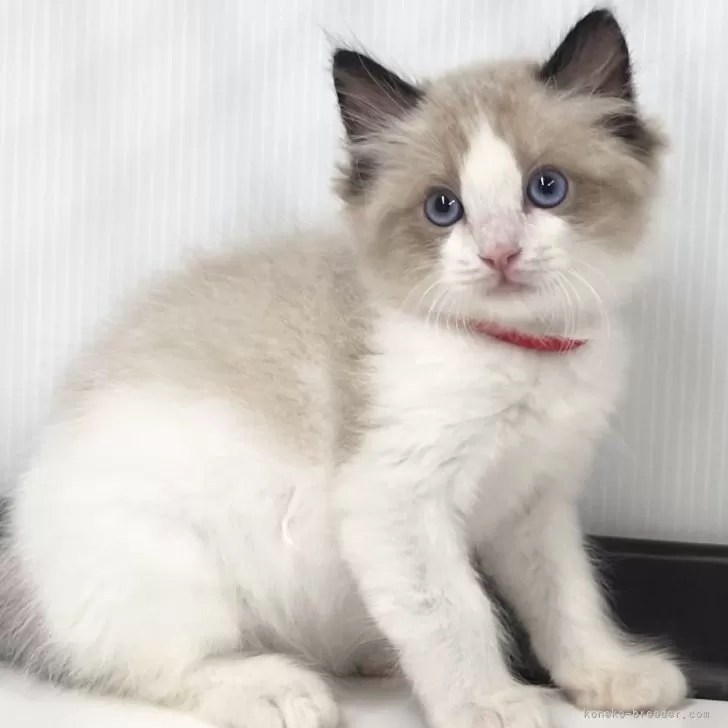 ID：2505-01528の子猫