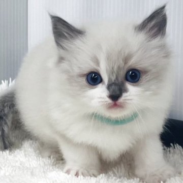 ラグドール【埼玉県・男の子・2025年10月28日・ブルーポイントバイカラー】の写真「天真爛漫な可愛い男の子」