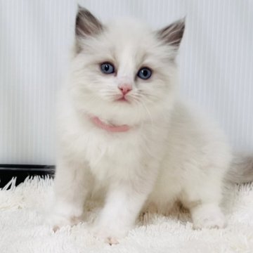 ラグドール【埼玉県・女の子・2025年10月13日・ブルーポイントバイカラー】の写真「可愛いさまだまだ進行中の女の子」