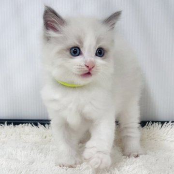 ラグドール【埼玉県・男の子・2025年9月6日・ブルーポイントバイカラー】の写真「プリプリふっくら可愛い男の子」