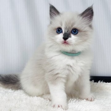 ラグドール【埼玉県・男の子・2025年10月28日・ブルーポイントバイカラー】の写真「天真爛漫な可愛い男の子」