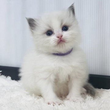 ラグドール【埼玉県・男の子・2025年10月13日・ブルーポイントバイカラー】の写真「可愛い」