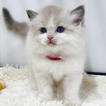 ラグドール【埼玉県・男の子・2025年10月13日・ブルーポイントバイカラー】の写真「ムチムチふわふわアッパレBOY」