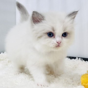 ラグドール【埼玉県・男の子・2025年10月13日・ブルーポイントバイカラー】の写真「この可愛さ誰のもの」