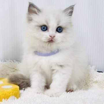 ラグドール【埼玉県・男の子・2025年10月13日・ブルーポイントバイカラー】の写真「この可愛さ誰のもの」