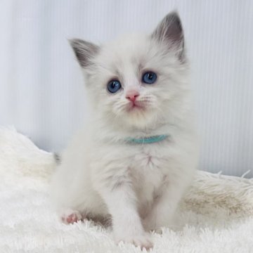 ラグドール【埼玉県・女の子・2025年10月22日・ブルーポイントバイカラー】の写真「可愛い」