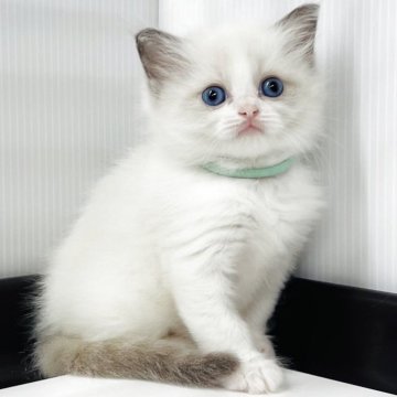 ラグドール【埼玉県・男の子・2025年5月9日・ブルーポイントバイカラー】の写真「可愛さ満点💯男の子」