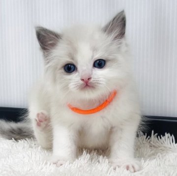 ラグドール【埼玉県・男の子・2025年10月22日・ブルーポイントバイカラー】の写真「可愛い」