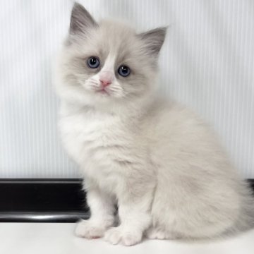 ラグドール【埼玉県・女の子・2024年12月4日・ブルーポイントバイカラー】の写真「天使の可愛さ進行中の女の子」