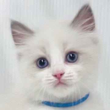 ラグドール【埼玉県・男の子・2025年7月27日・ブルーポイントバイカラー】の写真「可愛い男の子」