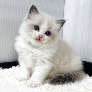 ラグドール【埼玉県・女の子・2025年9月24日・ブルーポイントバイカラー】の写真「迷う事なく可愛い女の子」