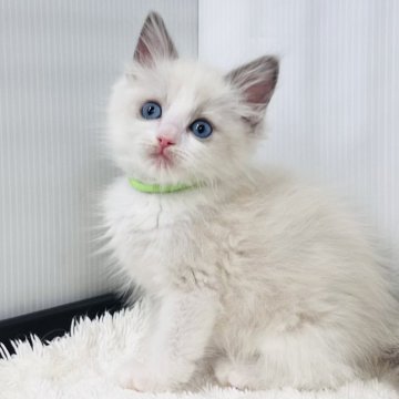 ラグドール【埼玉県・男の子・2025年10月24日・ブルーポイントバイカラー】の写真「貴公子みたいな男の子」