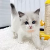 ラグドール【埼玉県・女の子・2025年9月24日・ブルーポイントバイカラー】の写真2