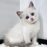 ラグドール【埼玉県・女の子・2025年7月28日・ブルーポイントバイカラー】の写真2