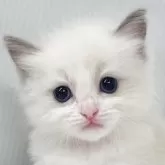 ラグドール【埼玉県・女の子・2025年7月27日・ブルーポイントバイカラー】の写真3