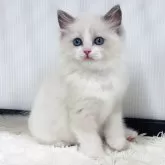 ラグドール【埼玉県・女の子・2025年8月11日・ブルーポイントバイカラー】の写真3