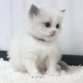 ラグドール【埼玉県・男の子・2025年10月13日・ブルーポイントバイカラー】の写真3