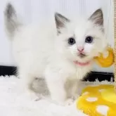 ラグドール【埼玉県・女の子・2025年10月29日・ブルーポイントバイカラー】の写真3