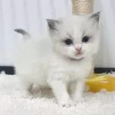 ラグドール【埼玉県・男の子・2025年10月13日・ブルーポイントバイカラー】の写真4