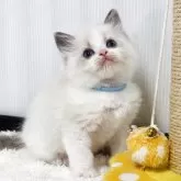 ラグドール【埼玉県・男の子・2026年2月7日・ブルーポイントバイカラー】の写真2