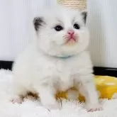 ラグドール【埼玉県・女の子・2026年1月29日・ブルーポイントバイカラー】の写真4