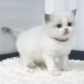 ラグドール【埼玉県・男の子・2025年10月13日・ブルーポイントバイカラー】の写真5