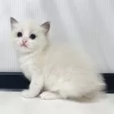 ラグドール【埼玉県・女の子・2025年7月27日・ブルーポイントバイカラー】の写真5