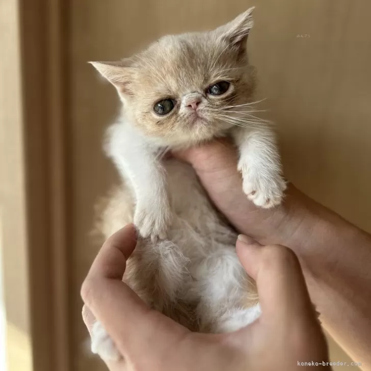 ID:2412-01257の子猫