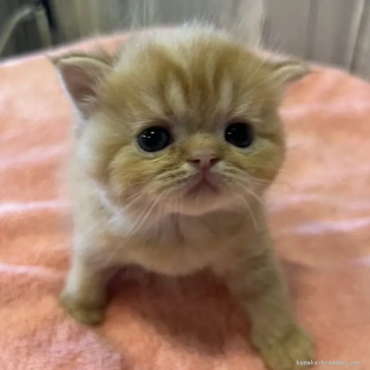 ID：2309-02482の子猫