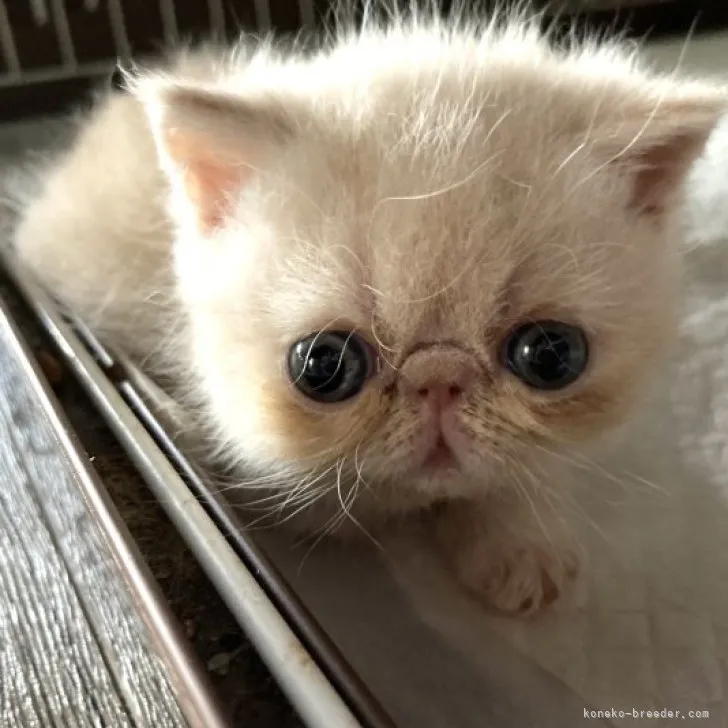 ID：2306-01991の子猫