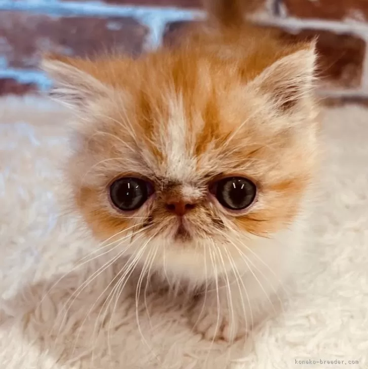 ID:2407-01055の子猫