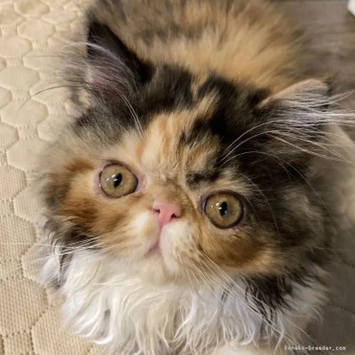 ID：2304-01167の子猫