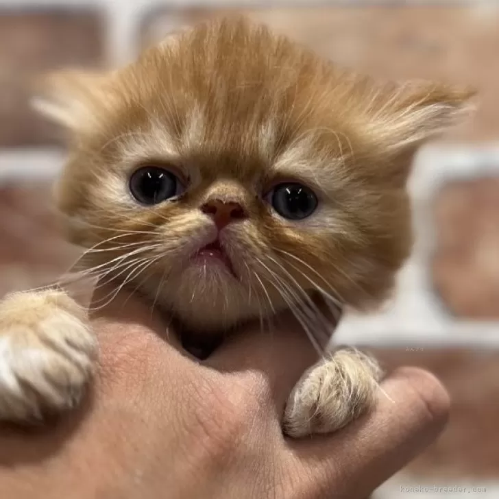 ID:2406-02769の子猫