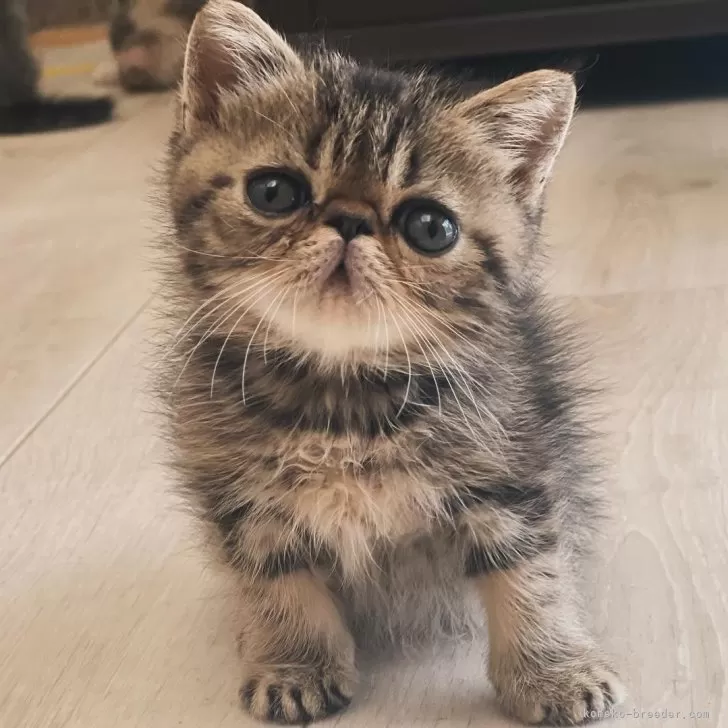 ID：2405-02519の子猫