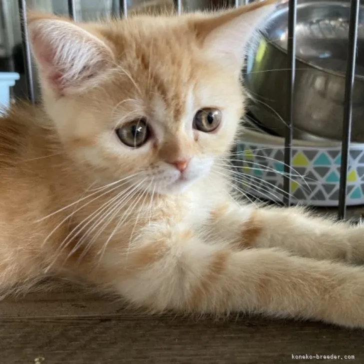 ID:2304-01159の子猫