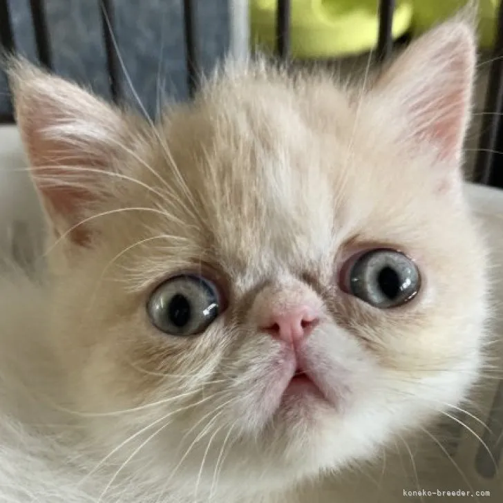 ID:2304-03164の子猫