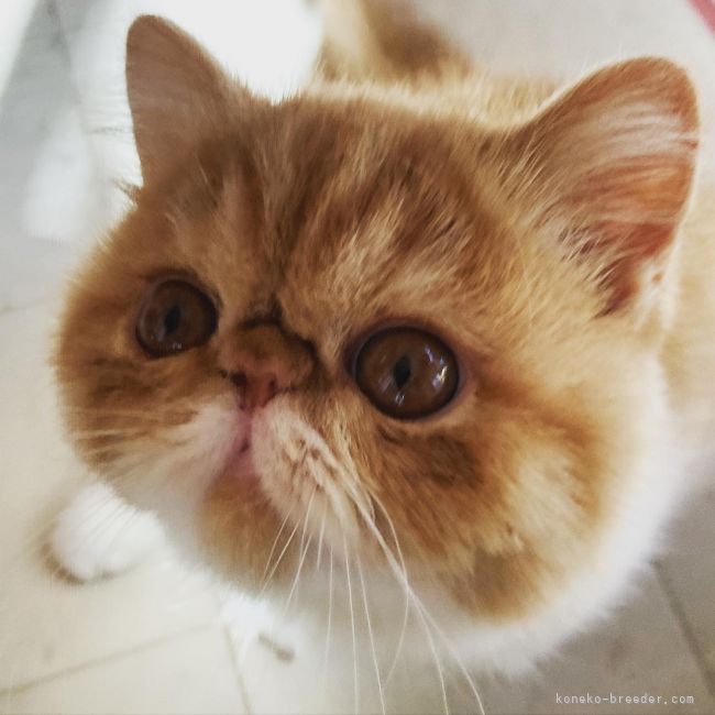 エキゾチックショートヘア【・女の子・2021年10月30日・レッドタビー&amp;ホワイト】