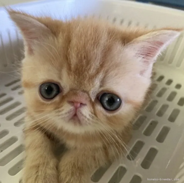 K.I 様のお迎えした子猫