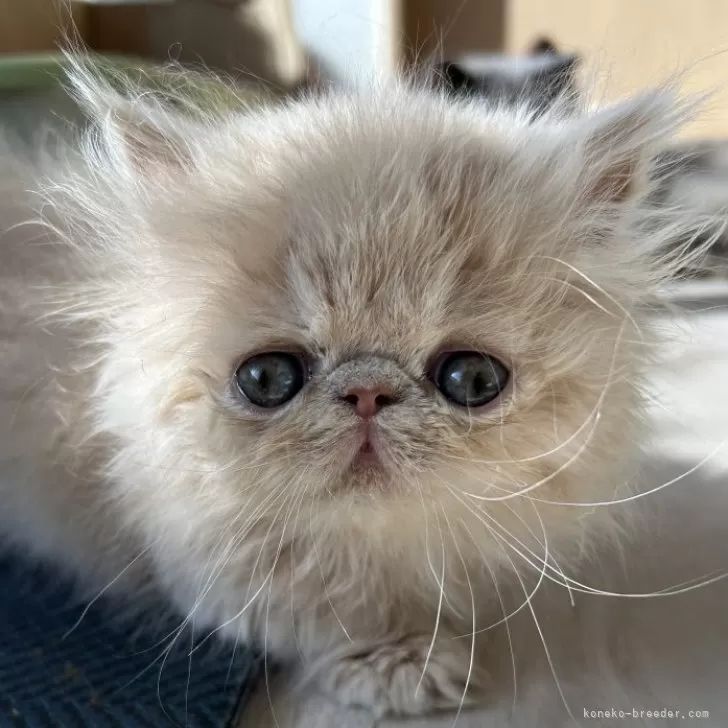 ID:2412-01258の子猫
