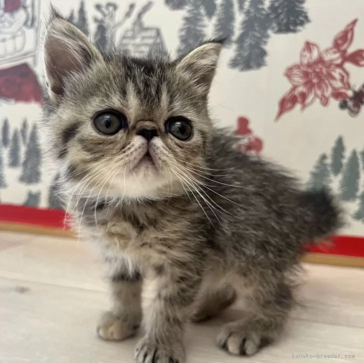 ID：2404-01901の子猫