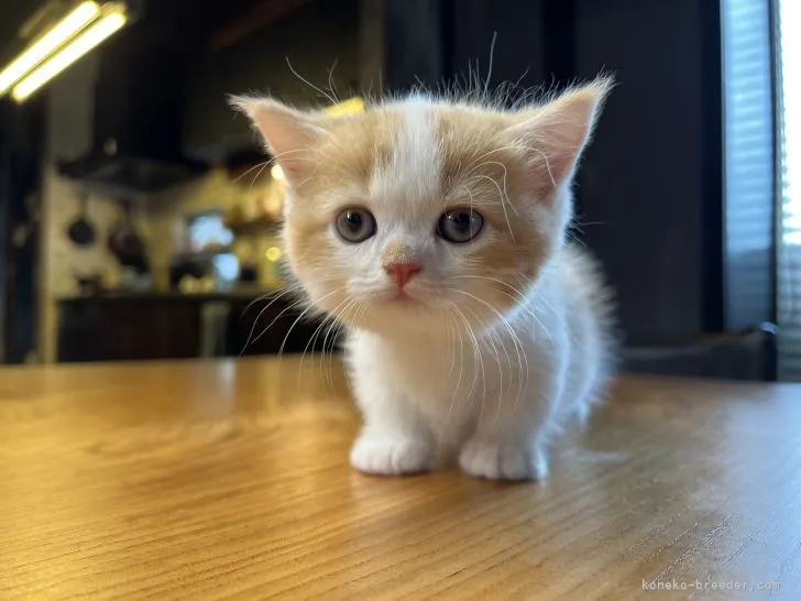 ID:2205-03501の子猫