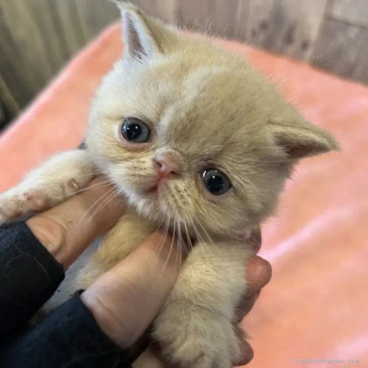ID:2309-02484の子猫