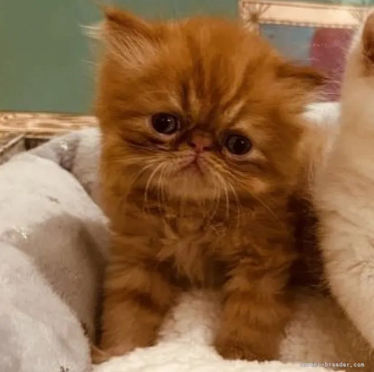 ID:2308-02966の子猫